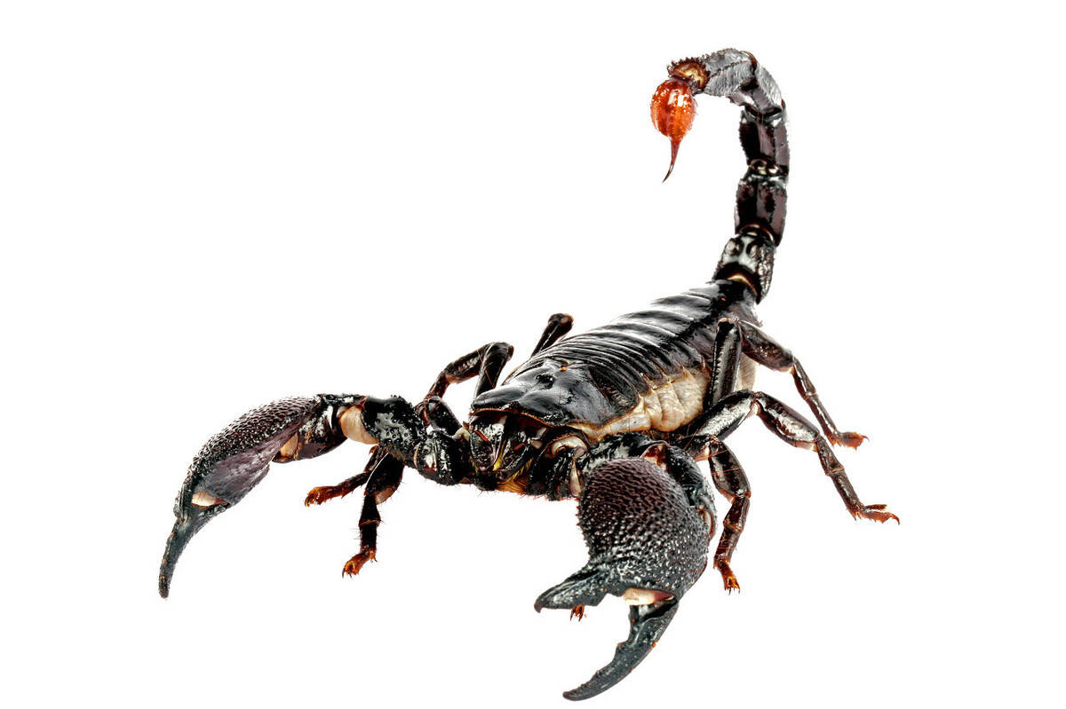 关于蝎子的10个冷知识，你知道多少？ – 宠物生活网