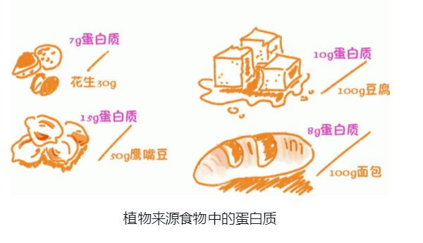 蛋白質:怎麼吃最科學_氨基酸