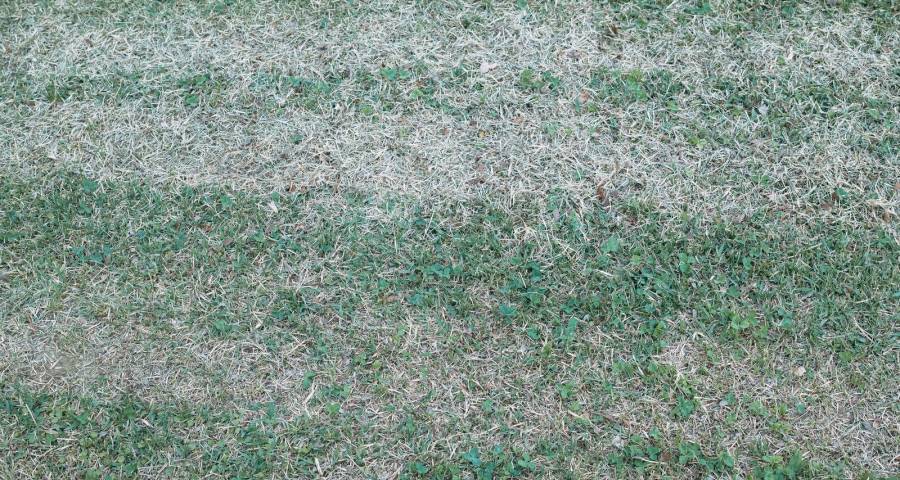 拼多多会是家电零售渠道的新机会吗？-家电圈官网