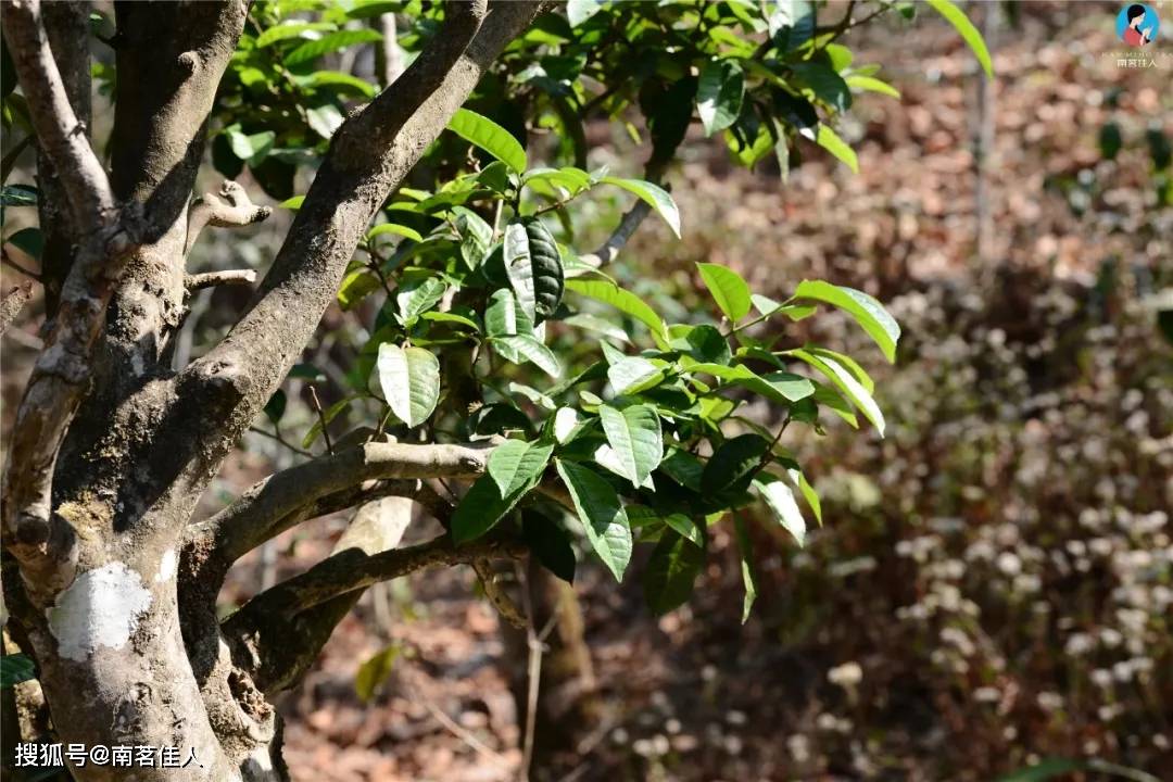 曼松茶产量这么少!为何市场上到处都是?_古树茶