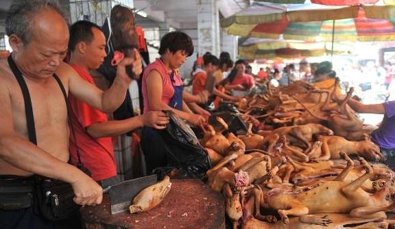饮食排行榜_公众饮食危害排行榜首的已然是毒狗肉潜在的危害不容忽视