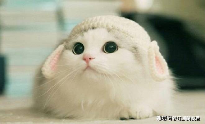 猫咪不喜欢的6种行为，你做过几样，快来看看吧！_主人