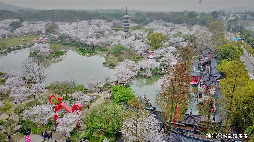 航拍东湖樱花园昼夜美景