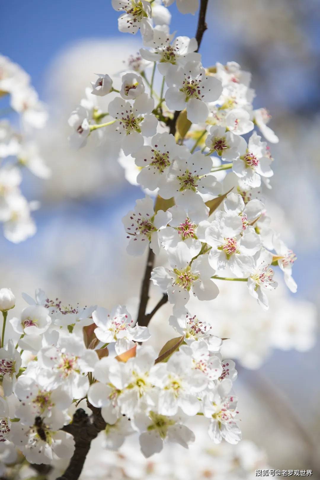 大片!安哈梨花齐绽放 浪漫景致藏山间