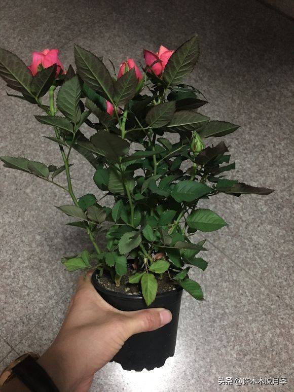 月季怎么浇水施肥 9832615e0e164fe7863fdad36b8826d6.jpeg