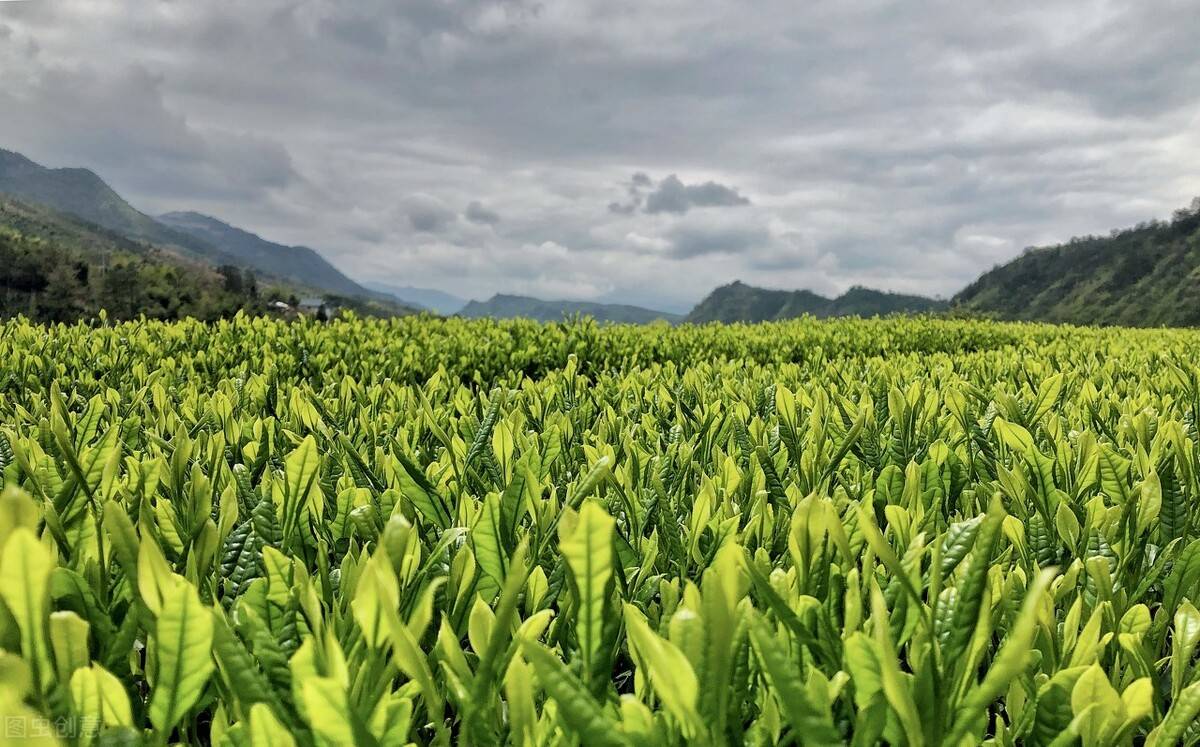 春雷何好事，惊起雨前茶！千岛湖淳茶的闻名史