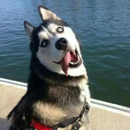 值得我们去尊重和保护愿我们既如战狼般坚毅又永远怀揣小奶狗般的美好