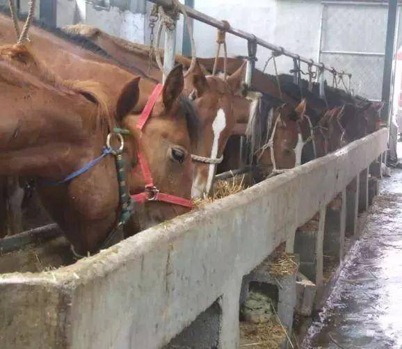 姓马的排名_姓马的微信头像图片(2)