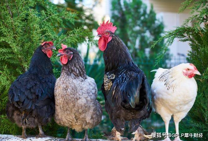 凤祥股份启动A股：H股不到半年 借款增六成至