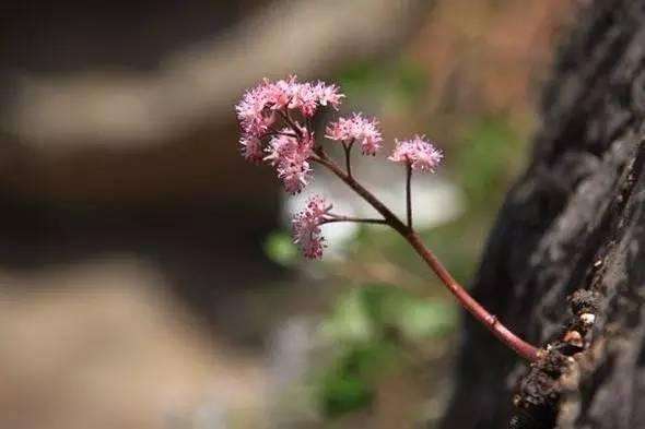 有一种花生命力太顽强,专门生在悬崖峭壁上,颜值高令人敬佩