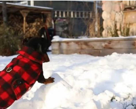 主人雪地堆狗雪人，親密無間惹家裡的狗吃醋了，接下來不得了！ 萌趣萌寵 第5张