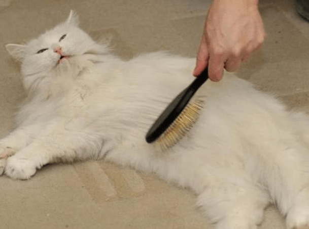 宠物猫掉毛解决妙招 874084f1ef504b0d97dbb9229cfb3aa0.png