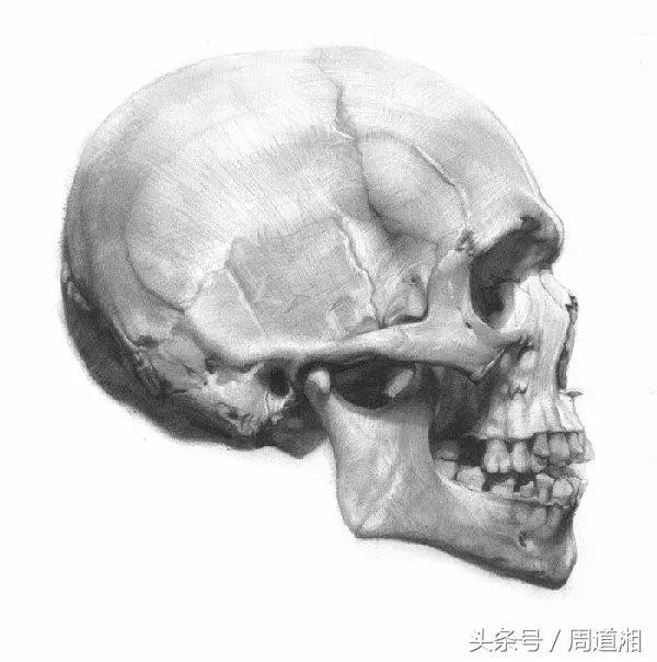 正能量教程素描头骨各知识点汇总