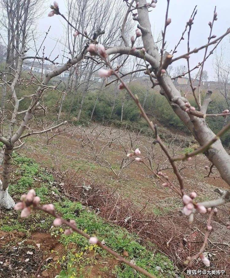 洛宁程志民——桃缘上观(图6)