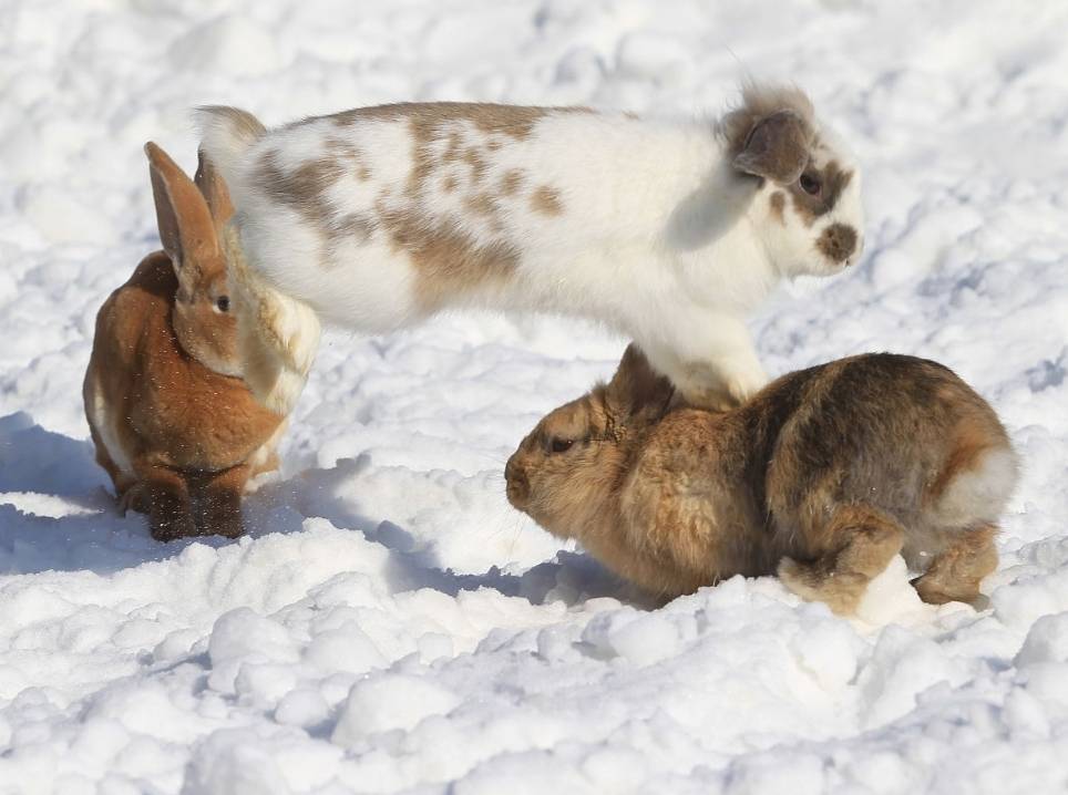 农村老人常说,春天的野鸡和冬天的野兔不能捡,这是为何?