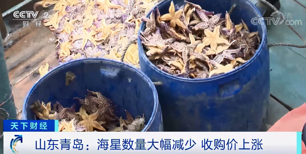 海星泛滥"成灾"?变了!收购商在码头苦等