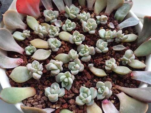 多肉植物能不能晒阳光 04a25876678e49af9c5b0b64debd1527.jpeg