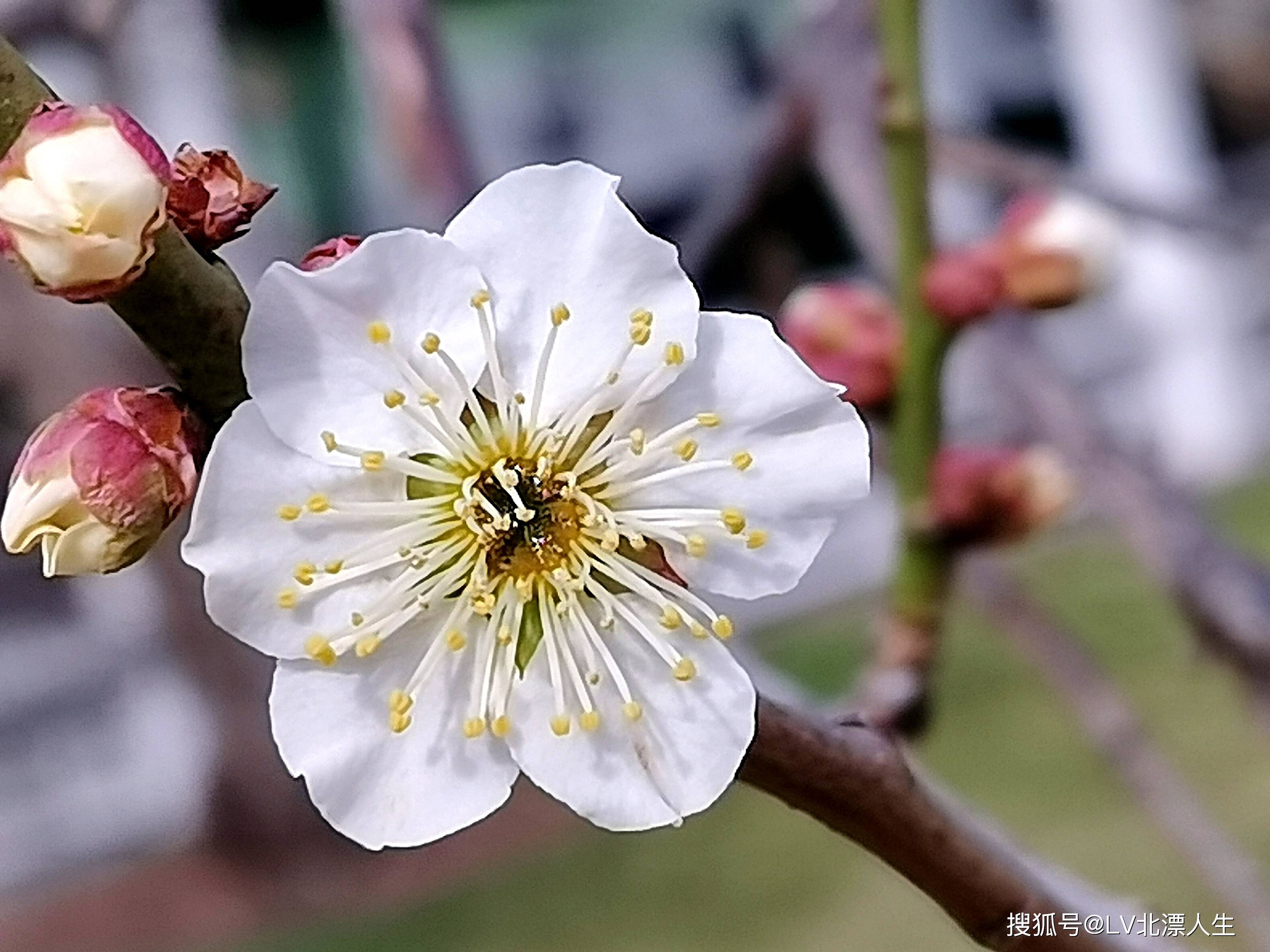 1/ 12 江梅,手机摄影于中山公园 江梅,手机摄影于