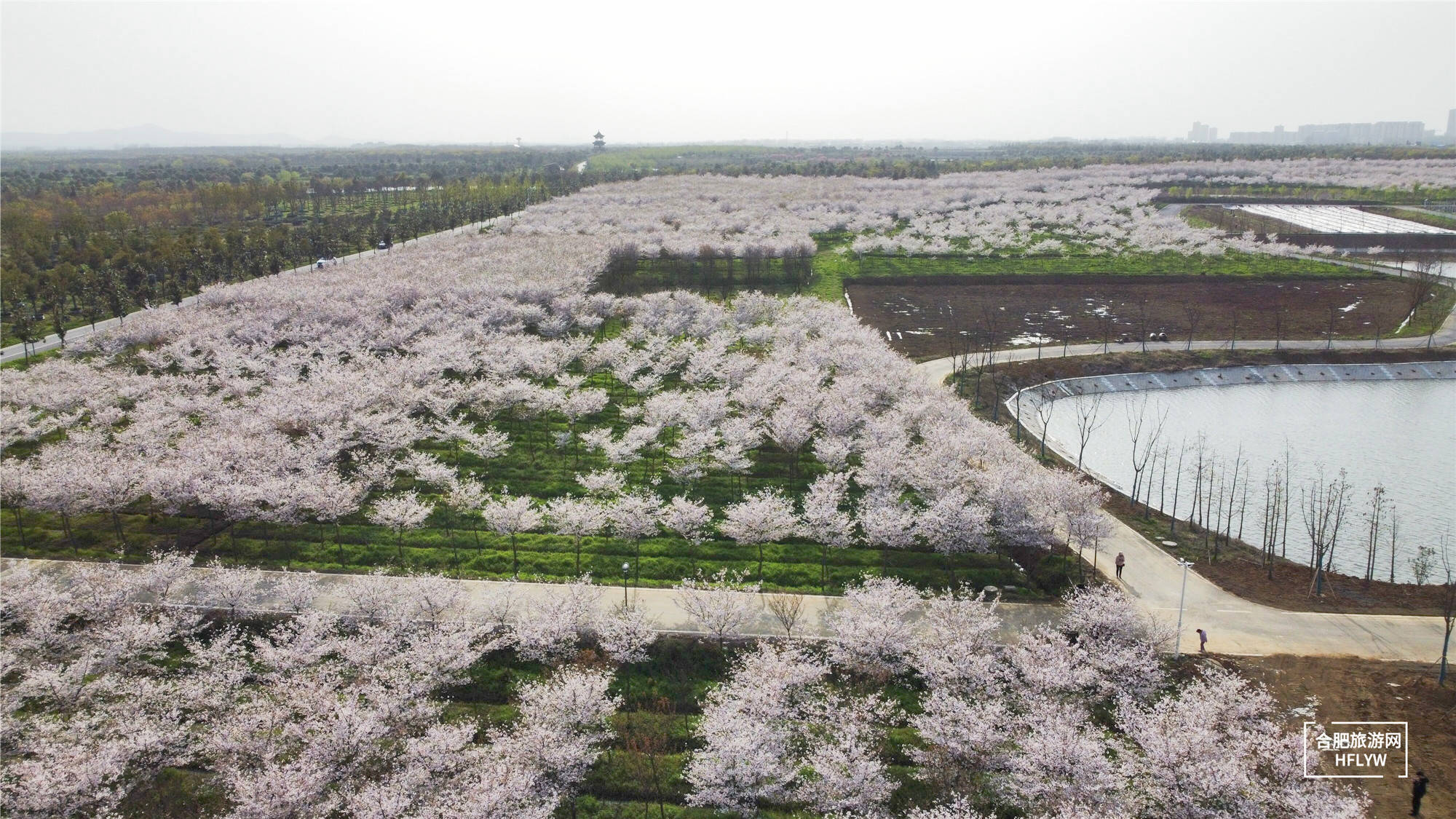 美好乡村游，合肥郊区超美千亩樱花海盛开了