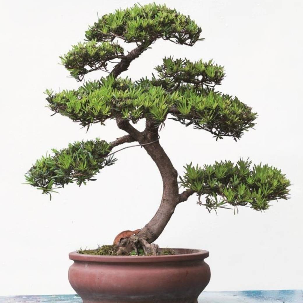 家中有院子，就栽6种吉祥树，寓意好，观赏性强_搜狐网