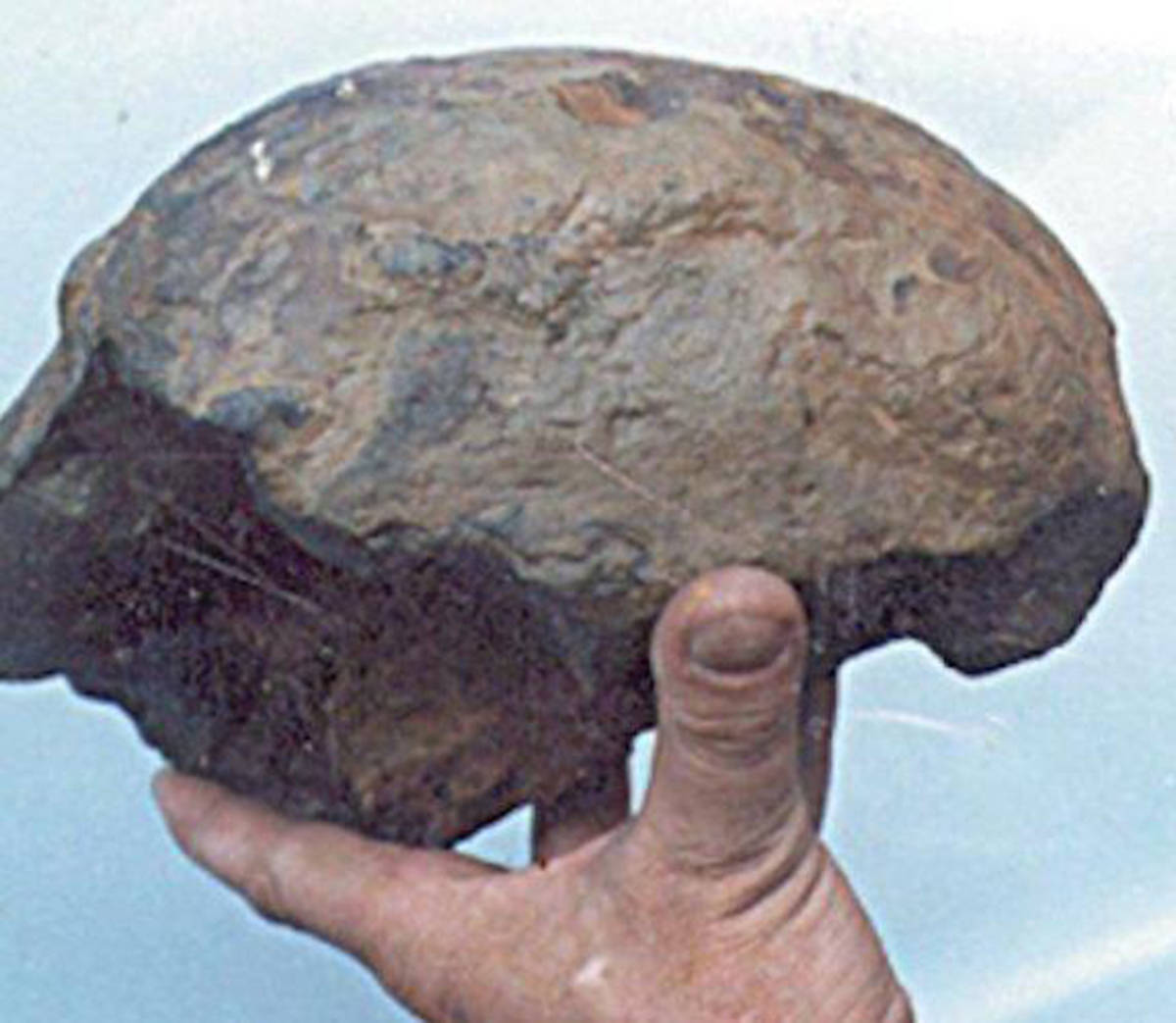 哪些考古发现颠覆了你的认知?巨人头骨,还是北极曾存在着恐龙?