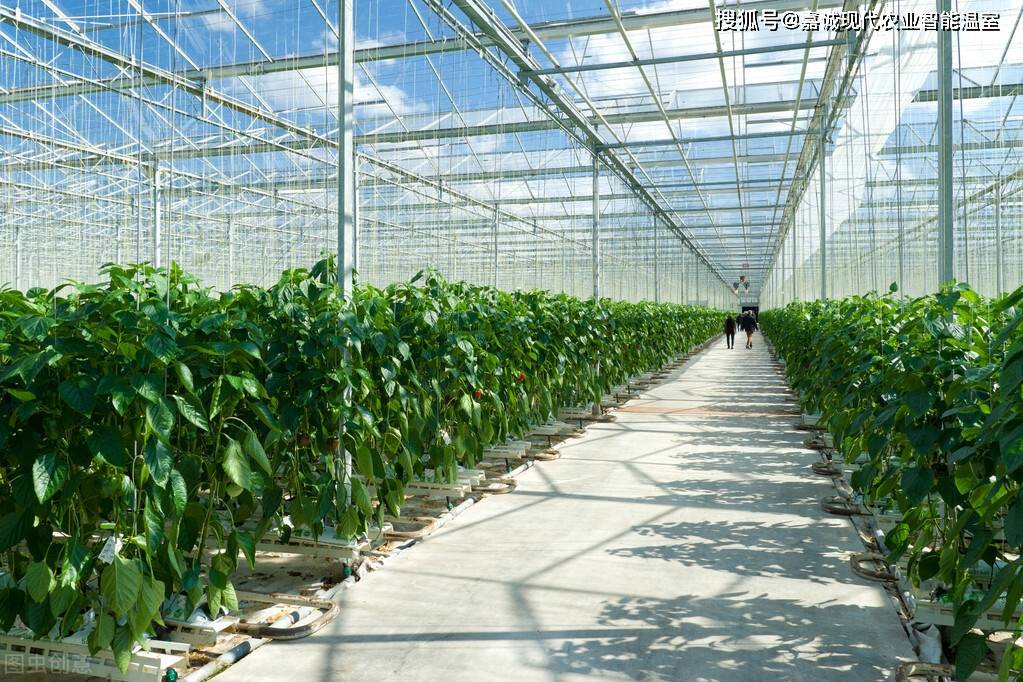 安徽地区智能温室甜椒栽培种植栽培技术教程 上 Min