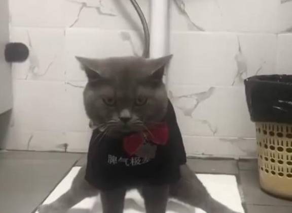 猫放屁臭的原因 faafa3763a504035bf00ae467b035744.jpeg