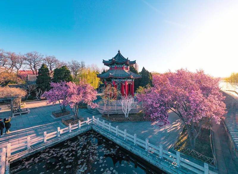 济南大明湖的西府海棠竞相绽放，来自西府的魅力不是一朵花