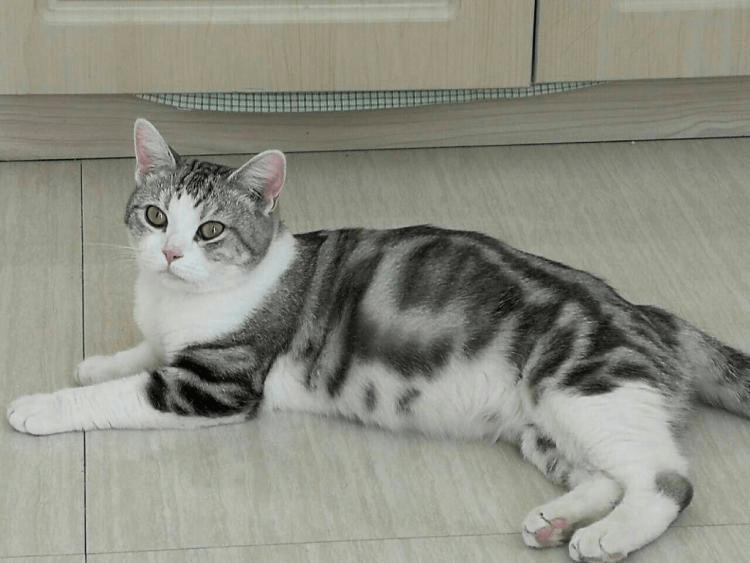 颜值居高美国短毛猫,我劝你别养_东西