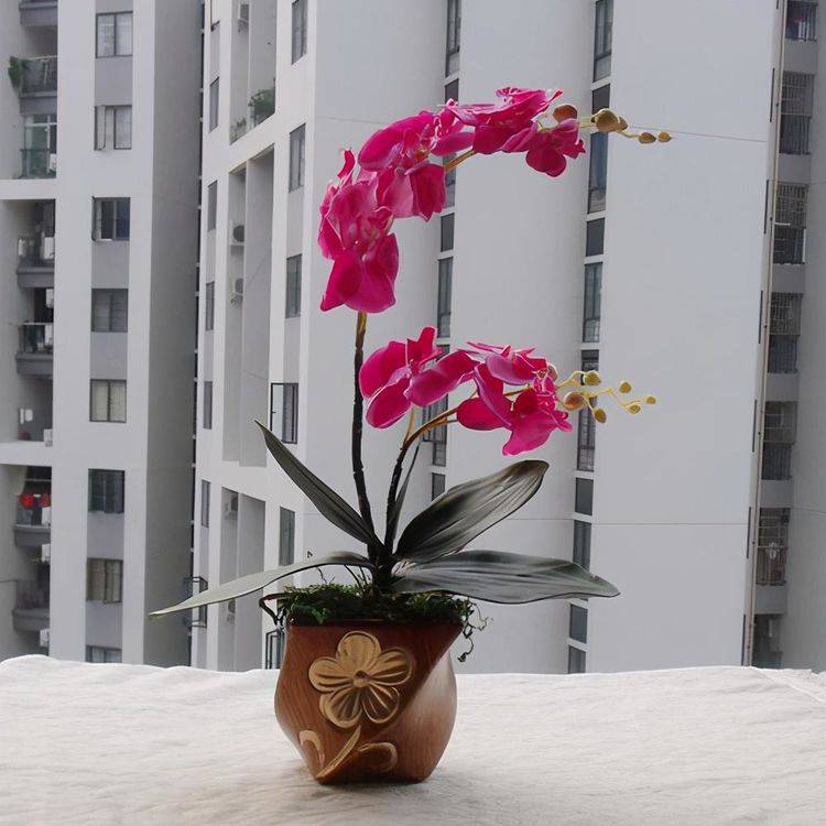 秋天的蝴蝶兰卖得便宜 买回家养两个月就能开花 正好当年宵花 种植