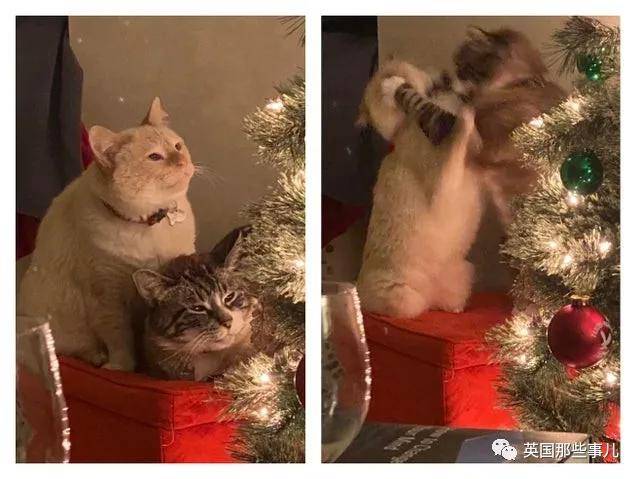 画可可爱爱的小猫咪 0727dc0e24ac47f488119fa53eb1b0b4.jpeg