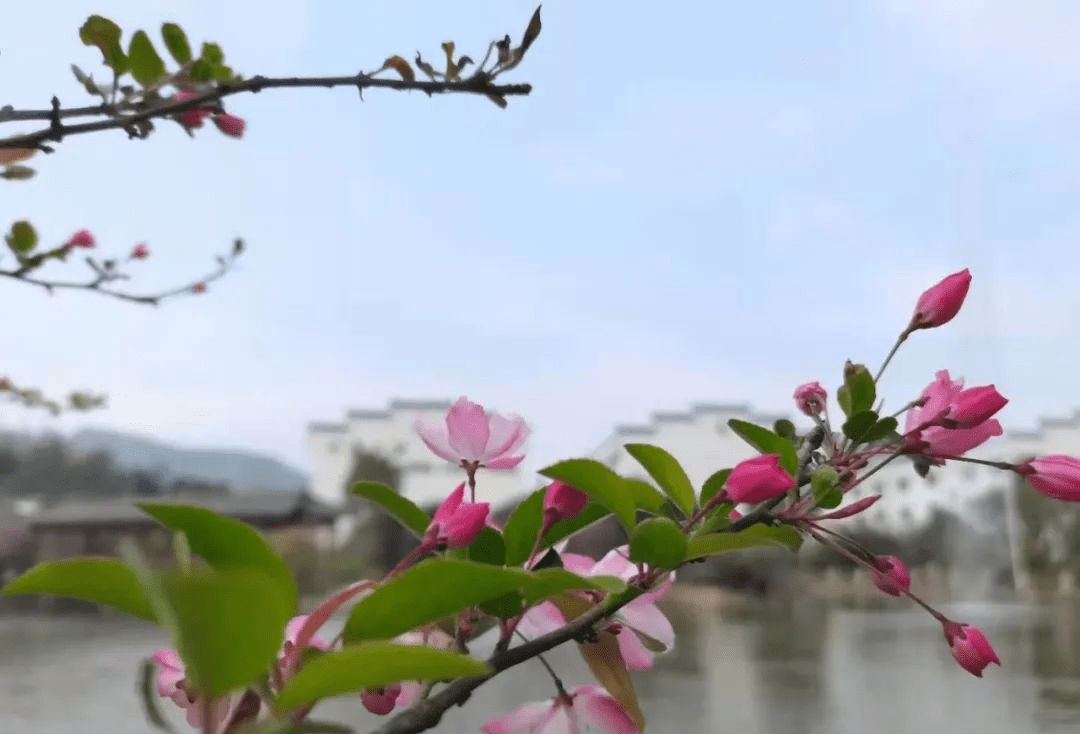 春天之美 | 花月来临，浦城印象小密春色满园关不住