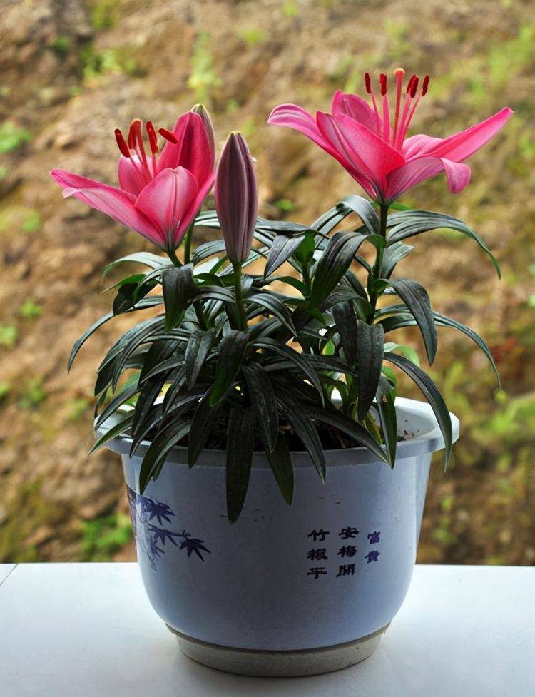 这几种花开完花留着"种球",埋在盆里,明年还能开花_植物