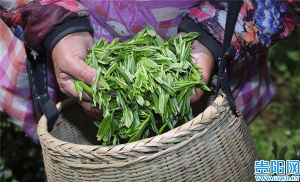 隨著氣溫回升,花溪區麥坪鎮戈寨村千畝松下茶園迎來