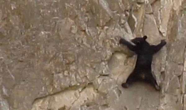 小熊在峭壁上攀爬，数次险些掉落悬崖，母熊的异常举动把路人看呆！