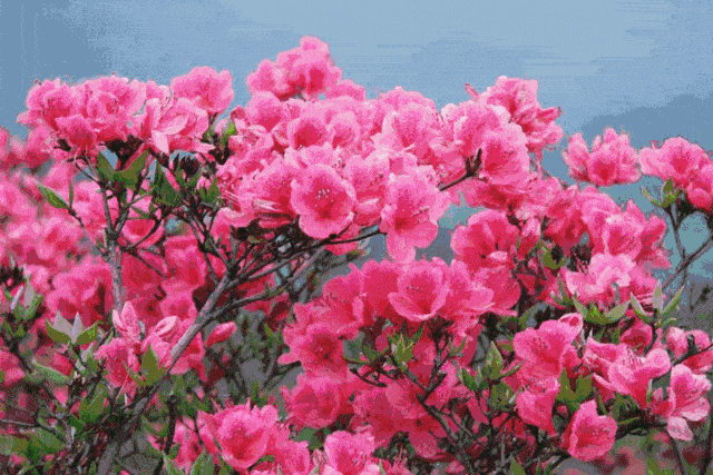 赏春时节：潍坊南部的五莲山、九仙山赏花打卡正当时