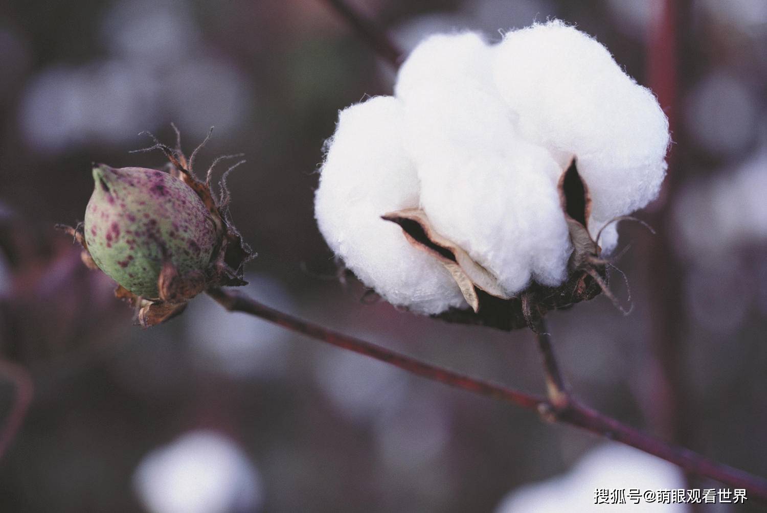 怎么看是不是新疆的棉花 3c4d561f891d4e1fa840ca8e95cfbaaf.jpeg
