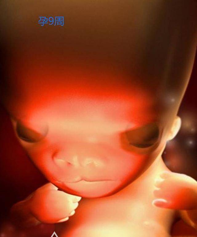 组图带你了解胎儿在子宫形成的全过程生命的神奇真的太震撼了