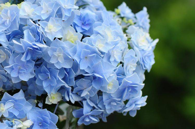 原创绣球花纱织小姐形态美有梦幻感如何管理呢