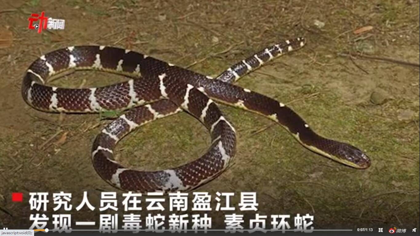 儿不大,怨念很深!人白素贞是白蛇啊…你这明显是花花蛇