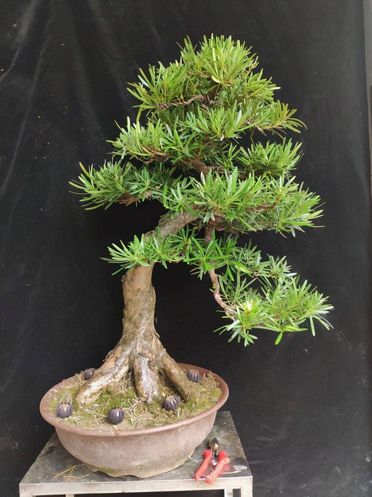 原创罗汉松刚正不阿,特别适合作为庭院植物养护,长得好能升值