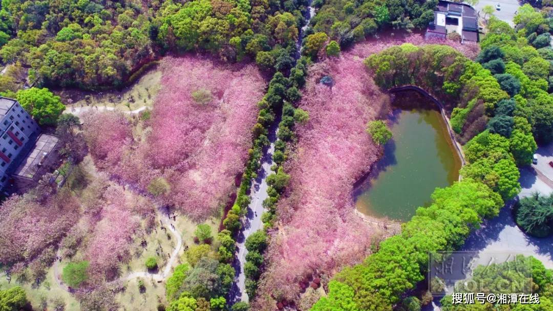 走賞花去湘潭這裡的櫻花已經盛開