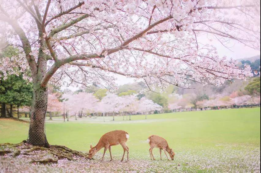 日本赏樱攻略！今年樱花哪里看？