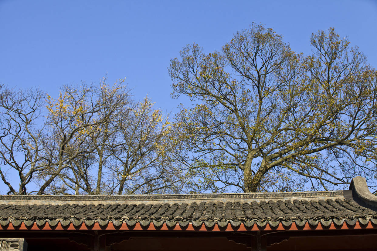 到杭州郊区这座寺庙，感受春风拂面，是旅游打卡放松身心的好去处