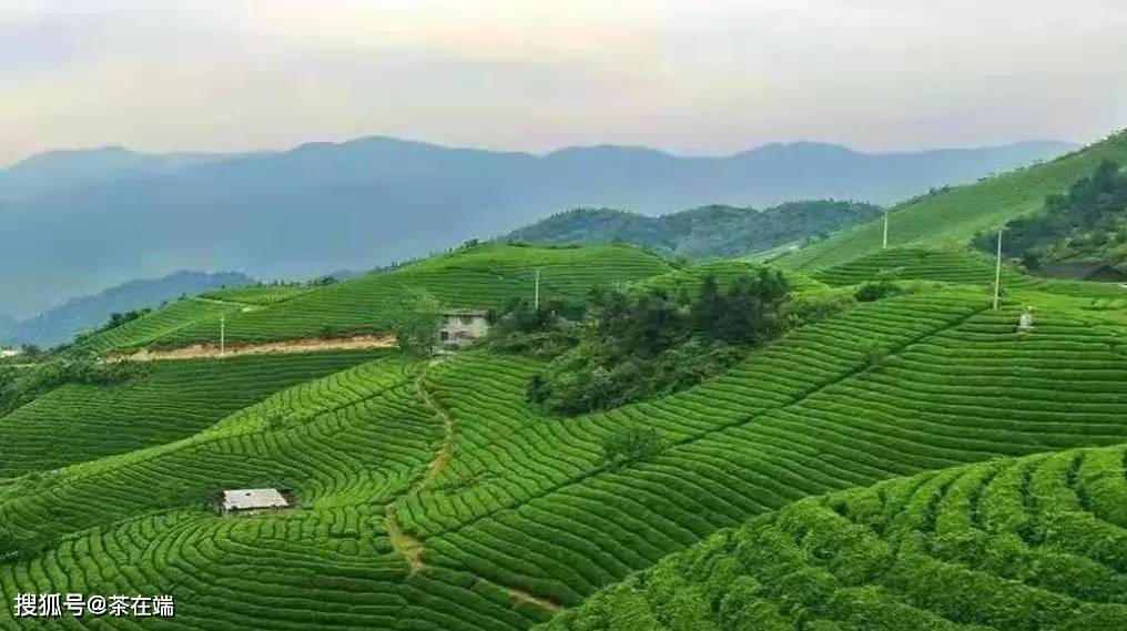 寻茶记丨六安瓜片一传说与起源