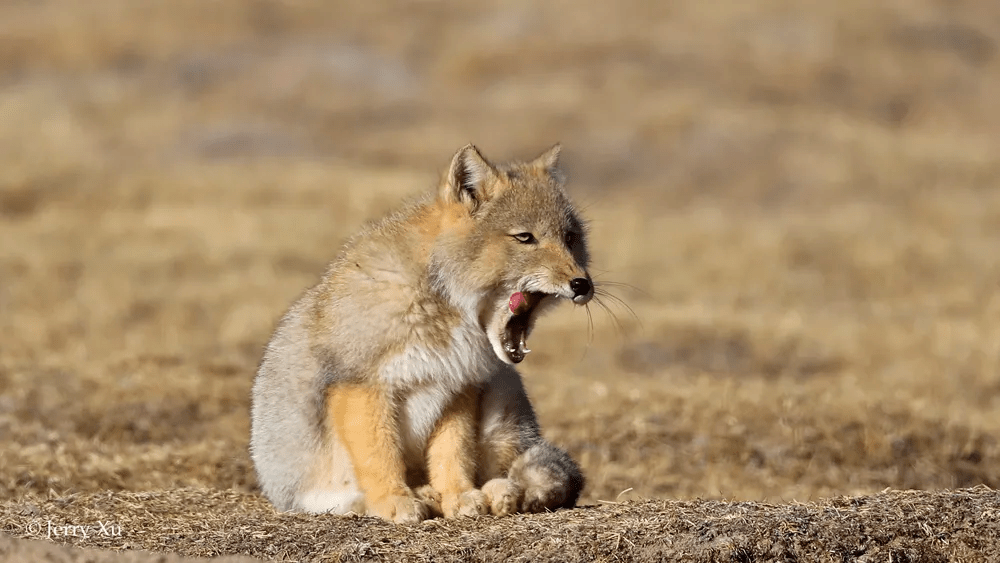 青藏高原藏狐千千万,哪里的藏狐最可爱?