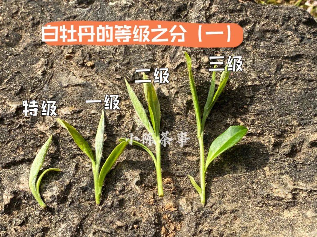 白牡丹的等级之争教你正确区分牡丹王一级二级三级白牡丹