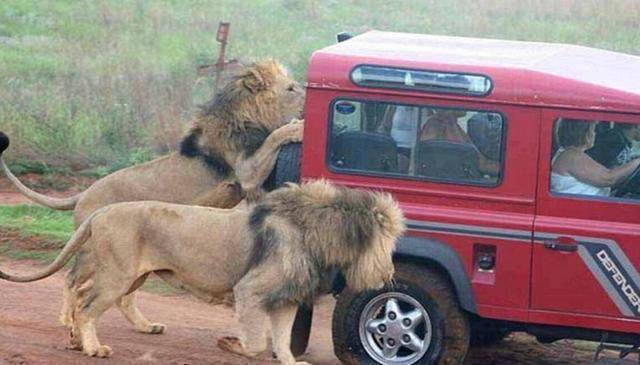 狮子为什么基本不会攻击车上的摄影师和游客？
