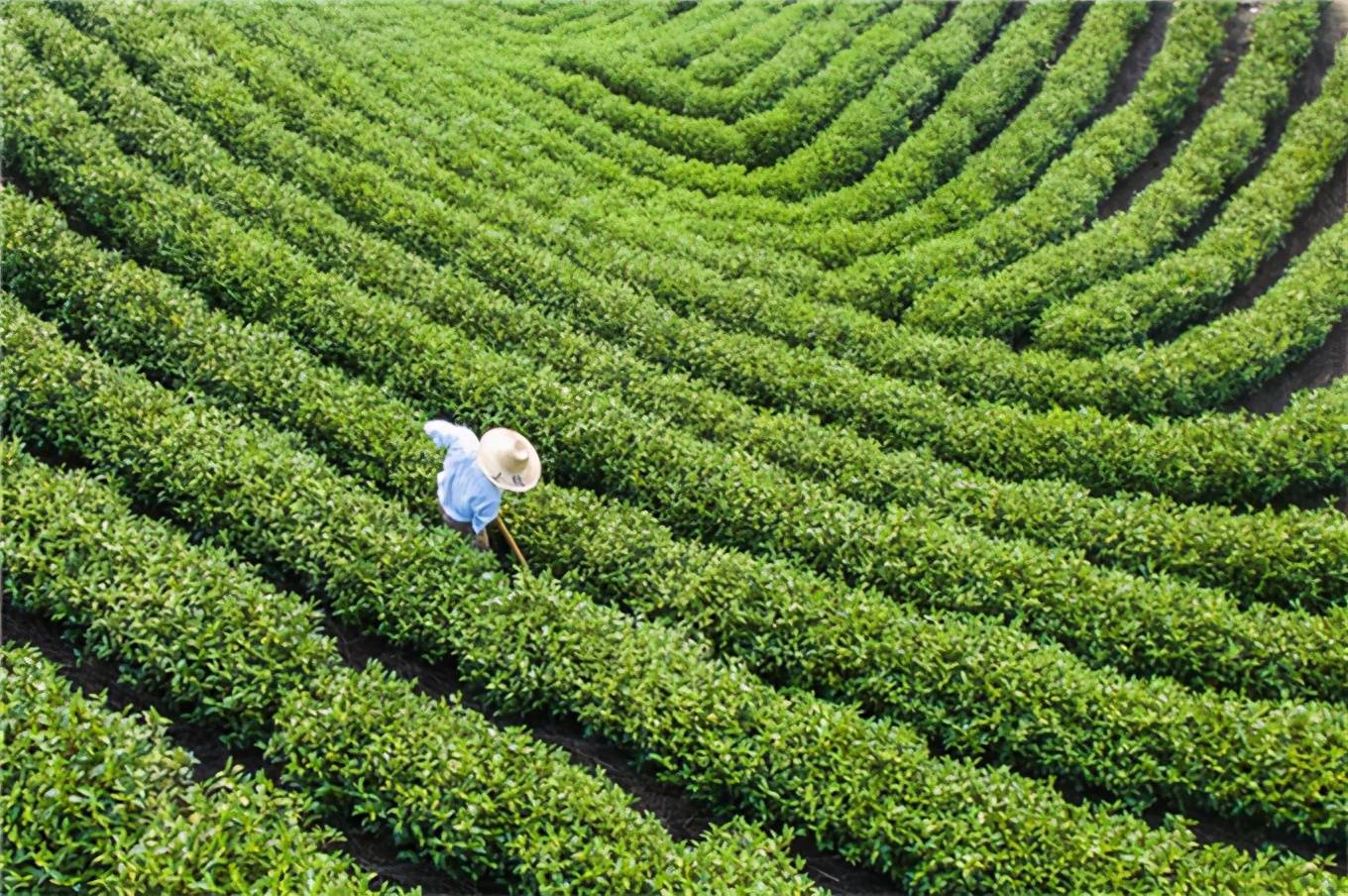 回春,樹木萌芽,安吉便熱鬧了起來,當地的茶農早早就上山採摘嫩綠茶芽