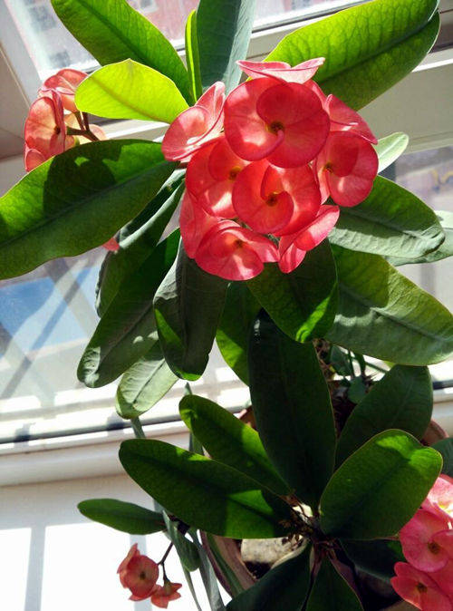 6种四季开花的植物 选哪一种好呢 听我给你分析 植株
